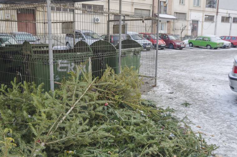 Komposzt lesz a fenyőkből